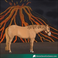 Horse Color:Chestnut Splash 
