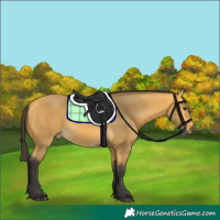 Horse Color:Buckskin