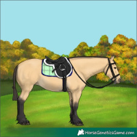 Horse Color:Buckskin 