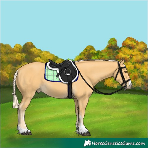 Horse Color:Palomino 