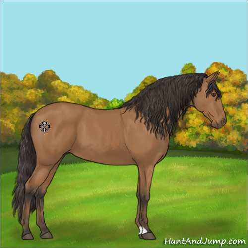 Horse Color:Bay 