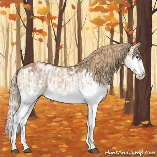 Horse Color:Red Dun Splash  and Red Dun Splash Appaloosa 