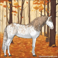 Horse Color:Red Dun Splash and Red Dun Splash Appaloosa