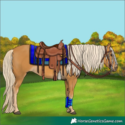 Horse Color:Palomino 