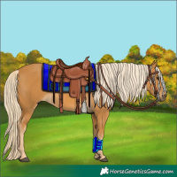 Horse Color:Palomino 