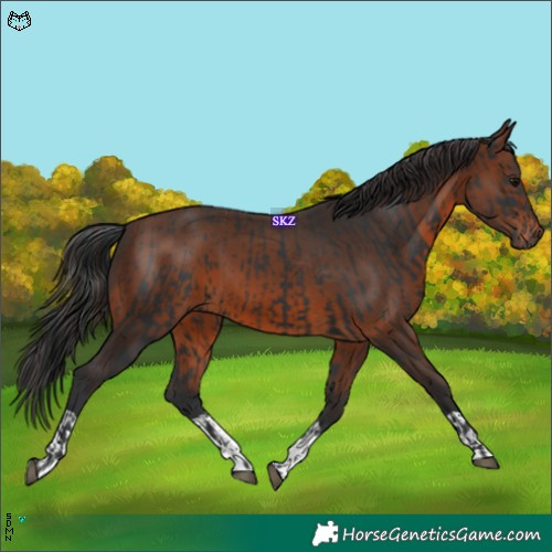 Horse Color:Black  and Brown 