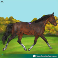 Horse Color:Black and Brown