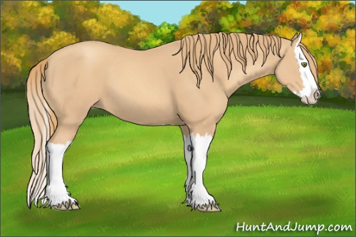 Horse Color:Gold Champagne Splash 