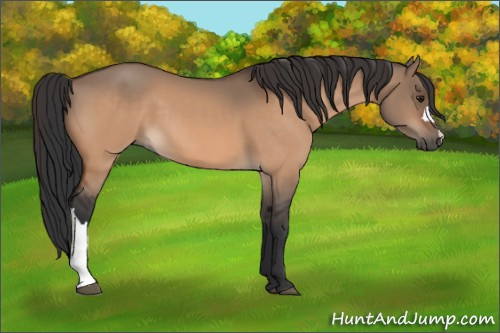 Horse Color:Brown Dun 