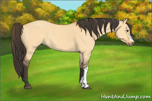 Horse Color:Buckskin Dun 
