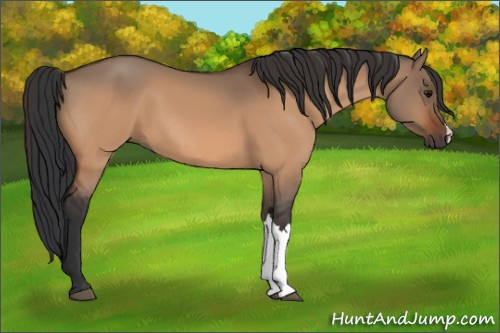 Horse Color:Bay Dun 