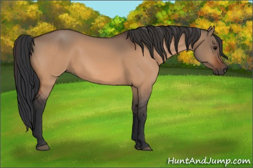 Horse Color:Bay Dun 