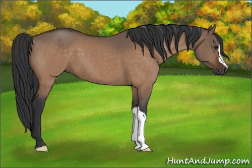 Horse Color:Brown Dun 