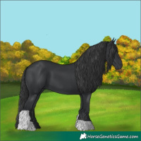 Horse Color:Black Tobiano 