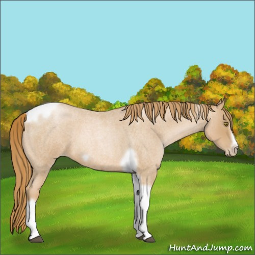 Horse Color:Red Roan Pearl Tobiano Frame 