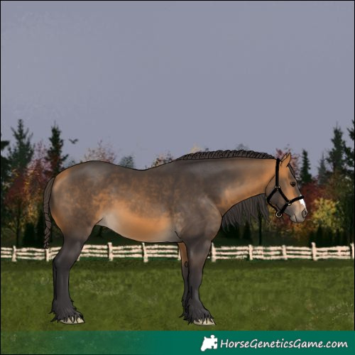 Horse Color:Buckskin 