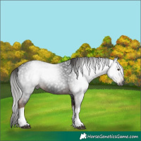 Horse Color:Gray White Spotted Liver Chestnut 