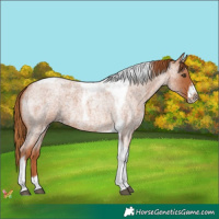 Horse Color:Red Roan Tobiano Frame 
