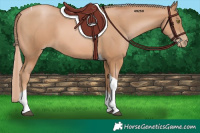 Horse Color:Chestnut Pearl Tobiano