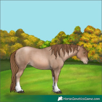 Horse Color:Liver Red Roan Pearl Tobiano Frame