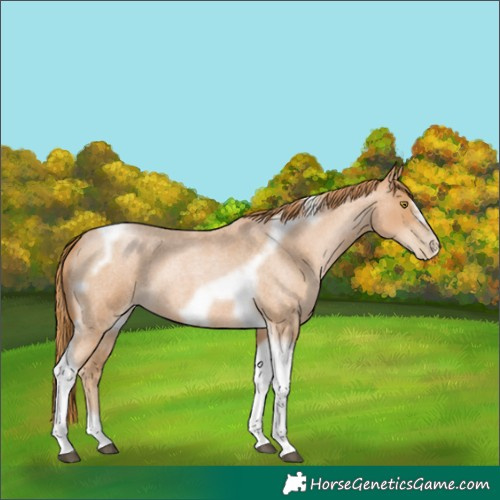 Horse Color:Red Roan Pearl Tobiano Frame 