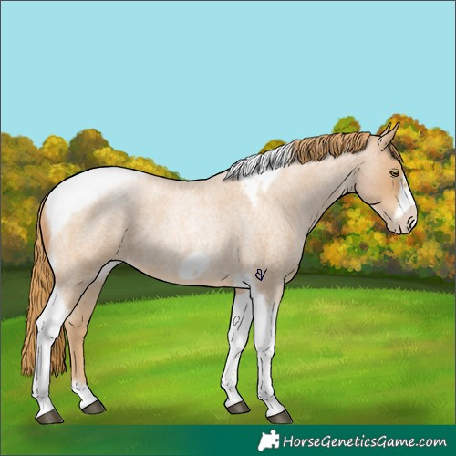 Horse Color:Red Roan Pearl Tobiano Frame 