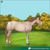 Horse Color:Red Roan Pearl Tobiano Frame 