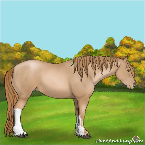 Horse Color:Chestnut Pearl 