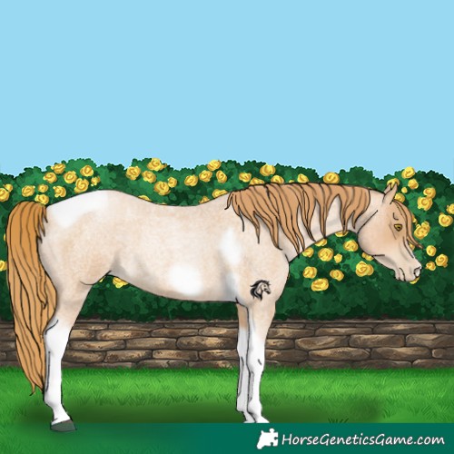 Horse Color:Red Roan Pearl Tobiano Frame