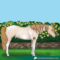 Horse Color:Red Roan Pearl Tobiano Frame 