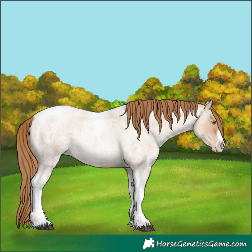 Horse Color:Red Dun Roan Pearl Tobiano Frame 