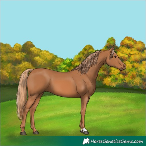 Horse Color:Chestnut 