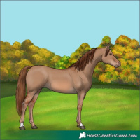 Horse Color:Red Dun 
