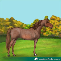 Horse Color:Red Roan 