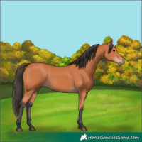 Horse Color:Bay 