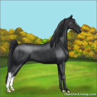Horse Color:Black 