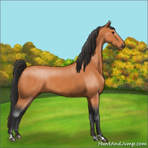 Horse Color:Bay 