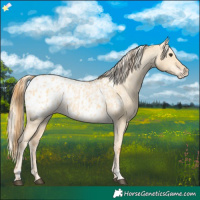 Horse Color:Red Dun Appaloosa and Palomino Dun Appaloosa