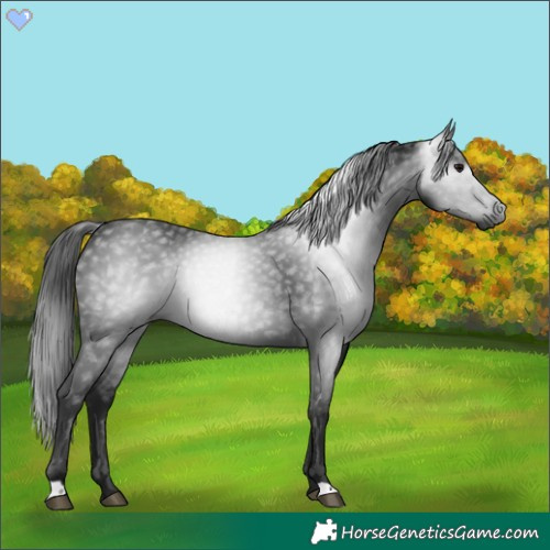 Horse Color:Gray Black 