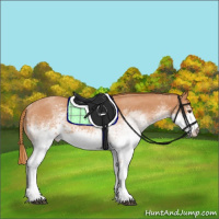 Horse Color:White Spotted Red Roan 