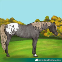Horse Color:Liver Chestnut Appaloosa Rabicano 