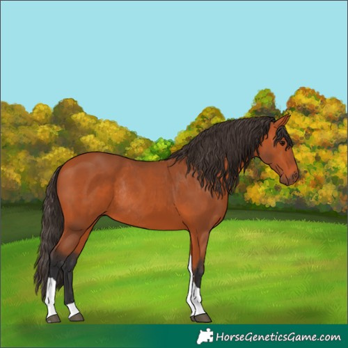 Horse Color:Bay Tobiano Rabicano 