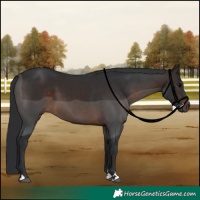 Horse Color:Brown 