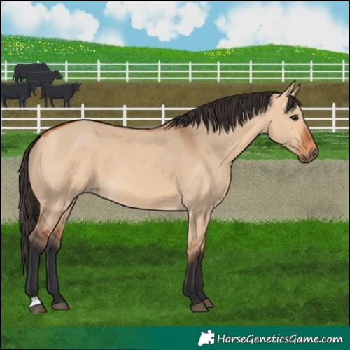 Horse Color:Bay Dun 