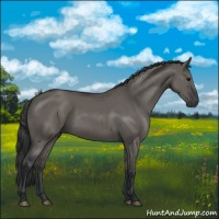 Horse Color:Grullo 