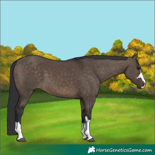 Horse Color:Brown Dun 