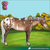 Horse Color:Gray White Spotted Silver Brown Pearl Appaloosa Rabicano 