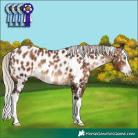 Horse Color:Gray White Spotted Silver Brown Pearl Splash Appaloosa Rabicano 