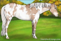 Horse Color:White Spotted Silver Brown Pearl Appaloosa Rabicano 