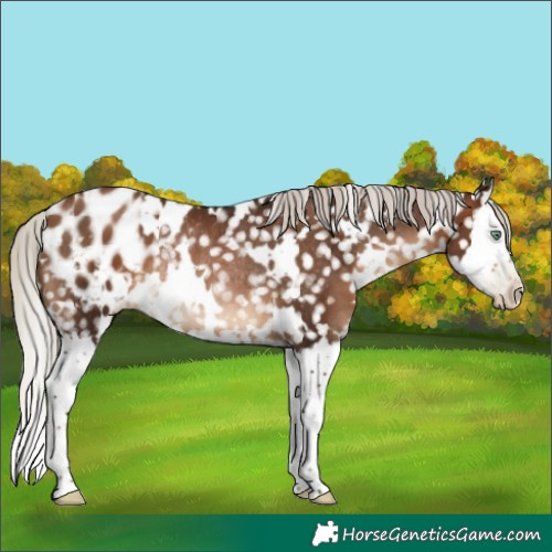 Horse Color:Gray White Spotted Silver Brown Pearl Splash Appaloosa Rabicano 